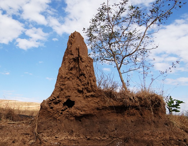 termite hill, termites, termite mound