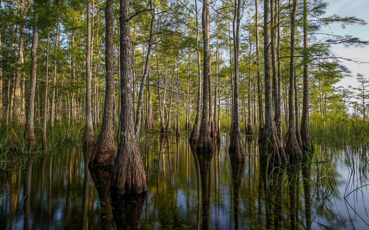 Florida Swamps