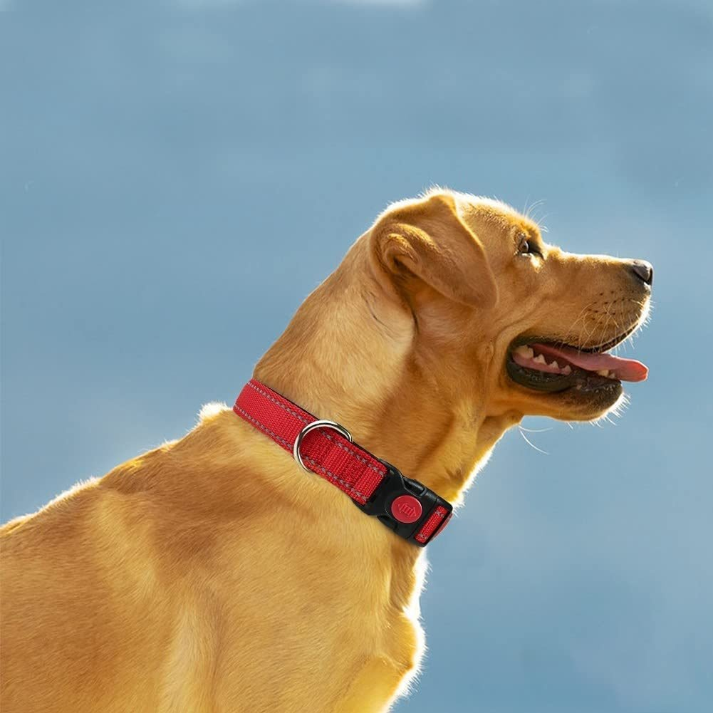 dog collars