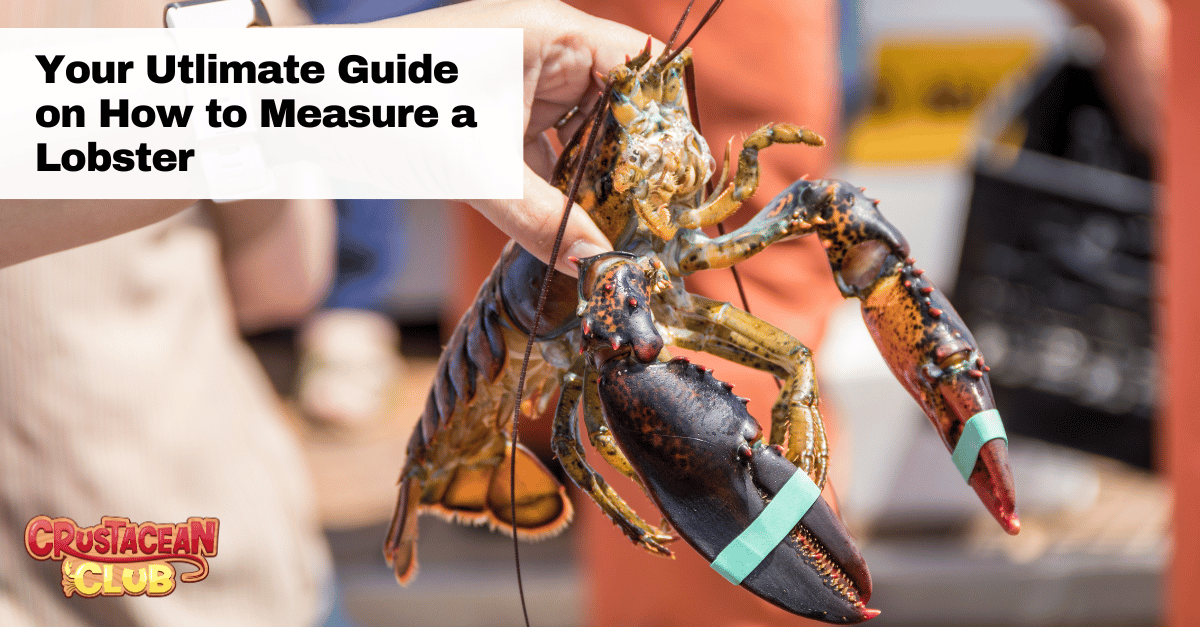 Your Ultimate Guide on How to Measure a Lobster