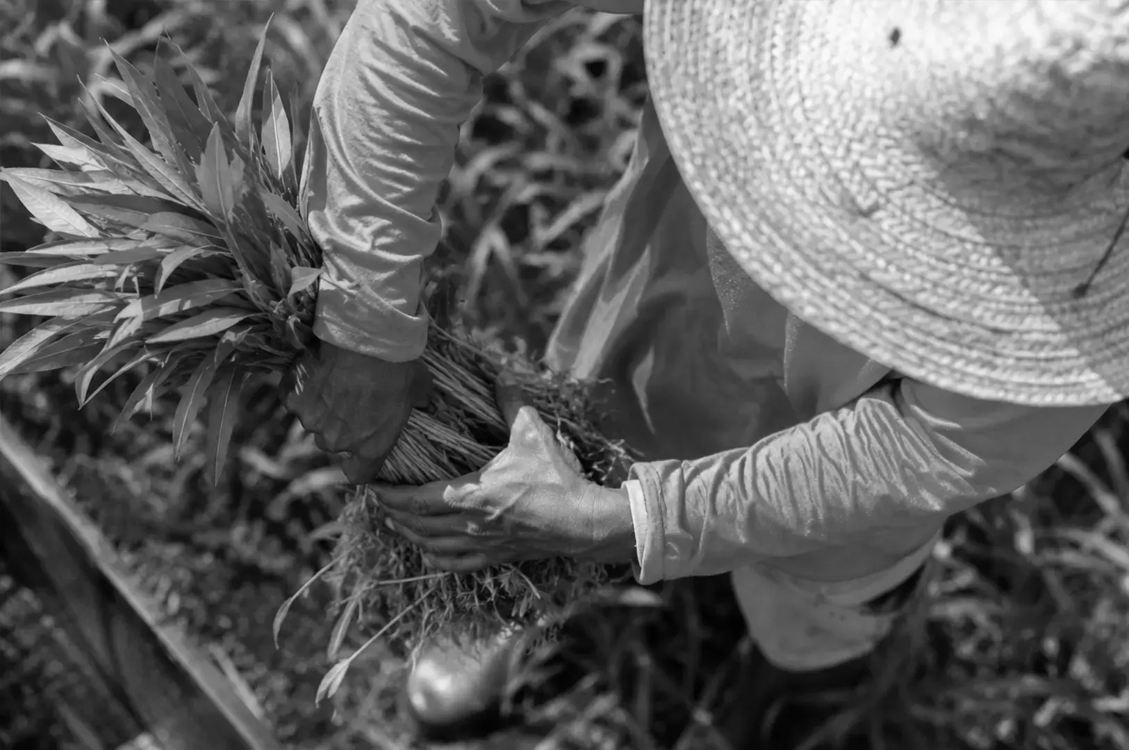 Farmer harvesting fresh leafy vegetables, highlighting the first step of the farm-to-table journey.