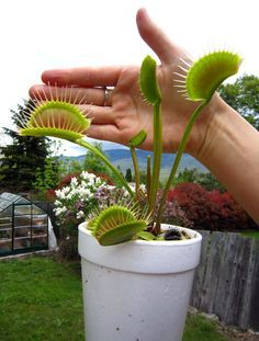 Growing venus flytraps, trigger hairs