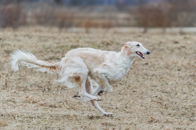 russian borzoi, dog, running