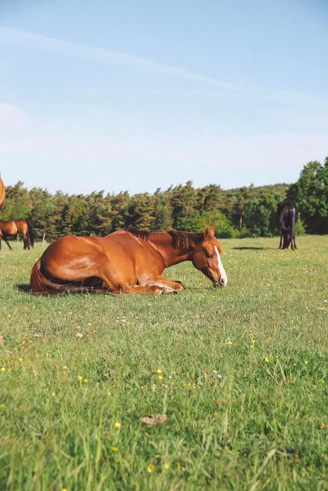 Blog - Jak śpi koń? - czy konie śpią na stojąco? Horse-Trade | Sklep