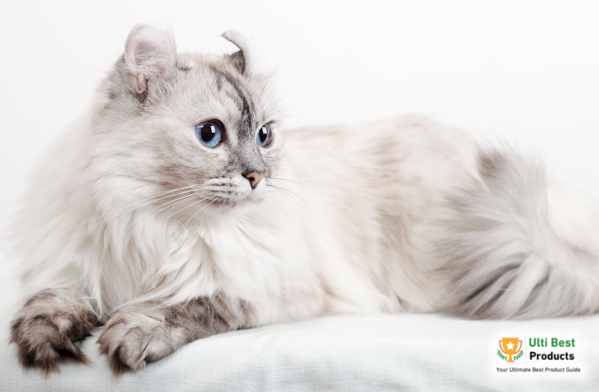 American Curl Cat Image Credit: Canva in a post about 26 of The Best White Cat Breeds