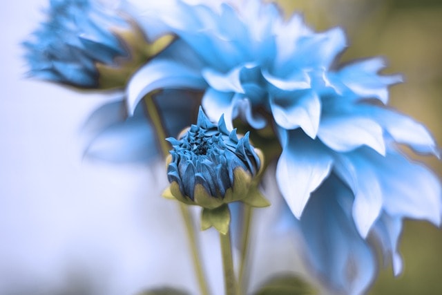 blue, beautiful flowers, flower, bloom, flower background, blossom, summer, nature, garden, spring, rain, blue rain, flower wallpaper, blue, blue, flower, summer, summer, summer, summer, summer, rain