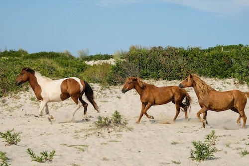 Wild horses running along the picturesque beaches of the Outer Banks on Assateague Island