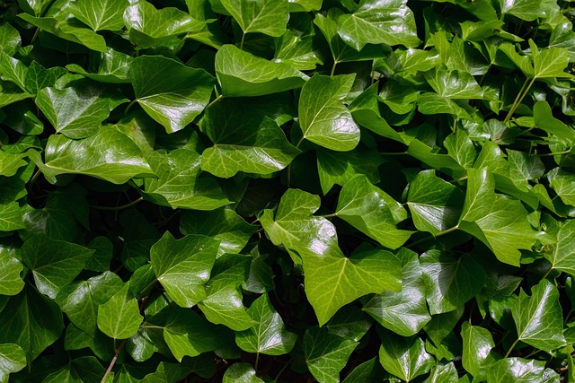 ivy, english ivy, green, common houseplant