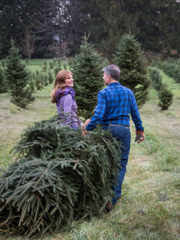a couple dragging their christmas tree