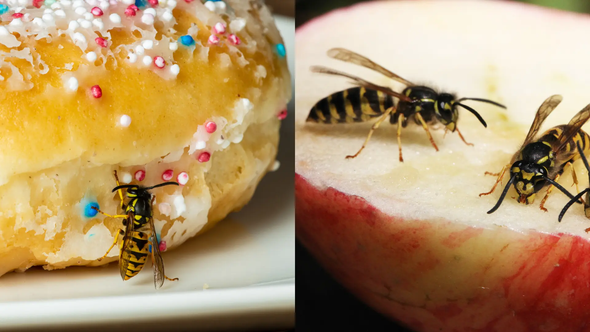 Yellowjackets eating a donut and an apple.