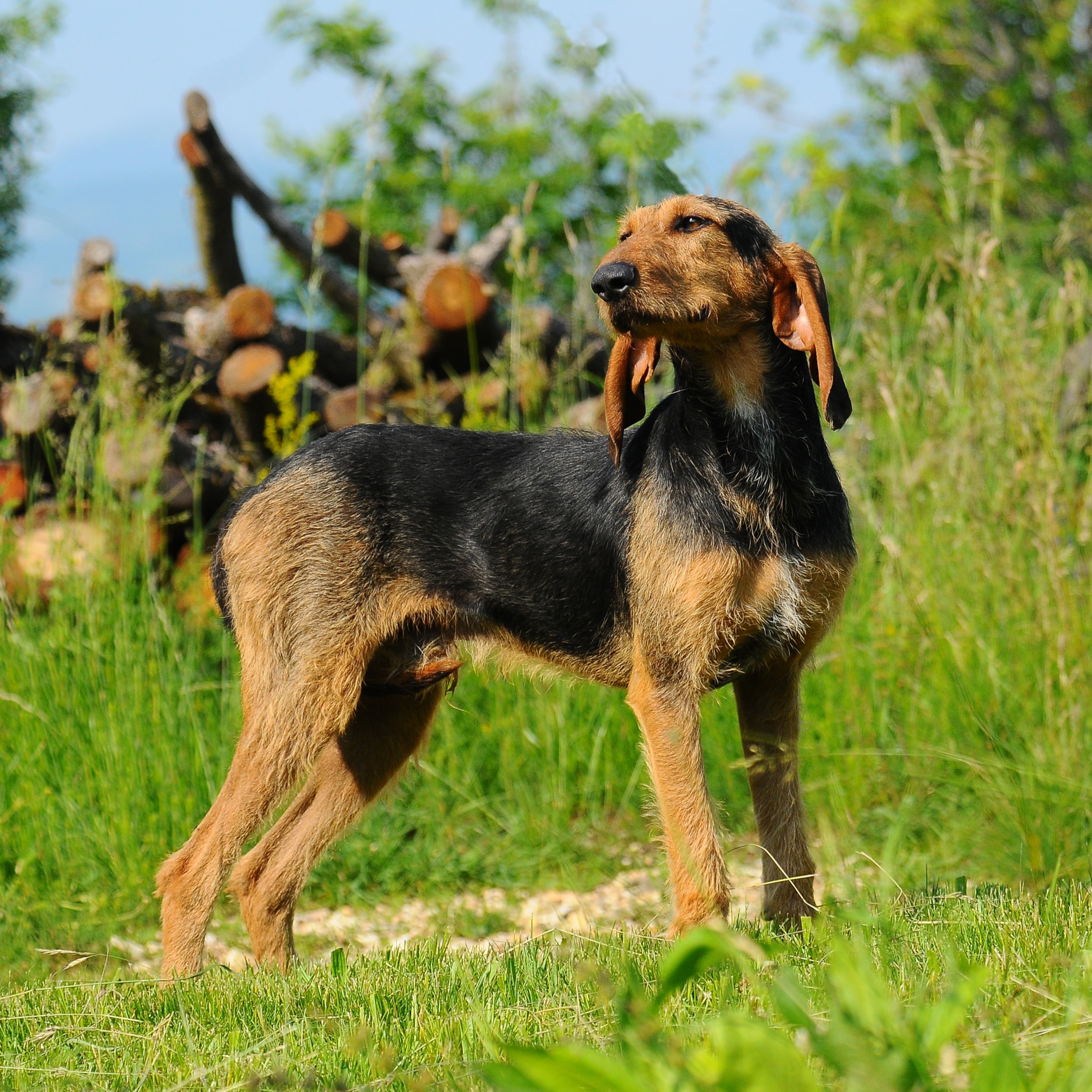 Side view of the Black and Tan Segugio