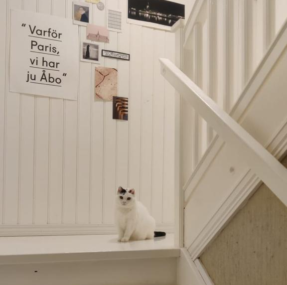 Valkoinen kissa istuu valkoiseksi maalatussa porraskäytävässä.