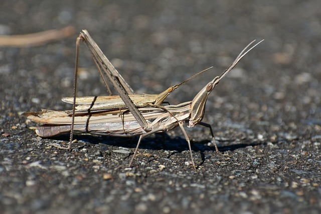 Desert Locust