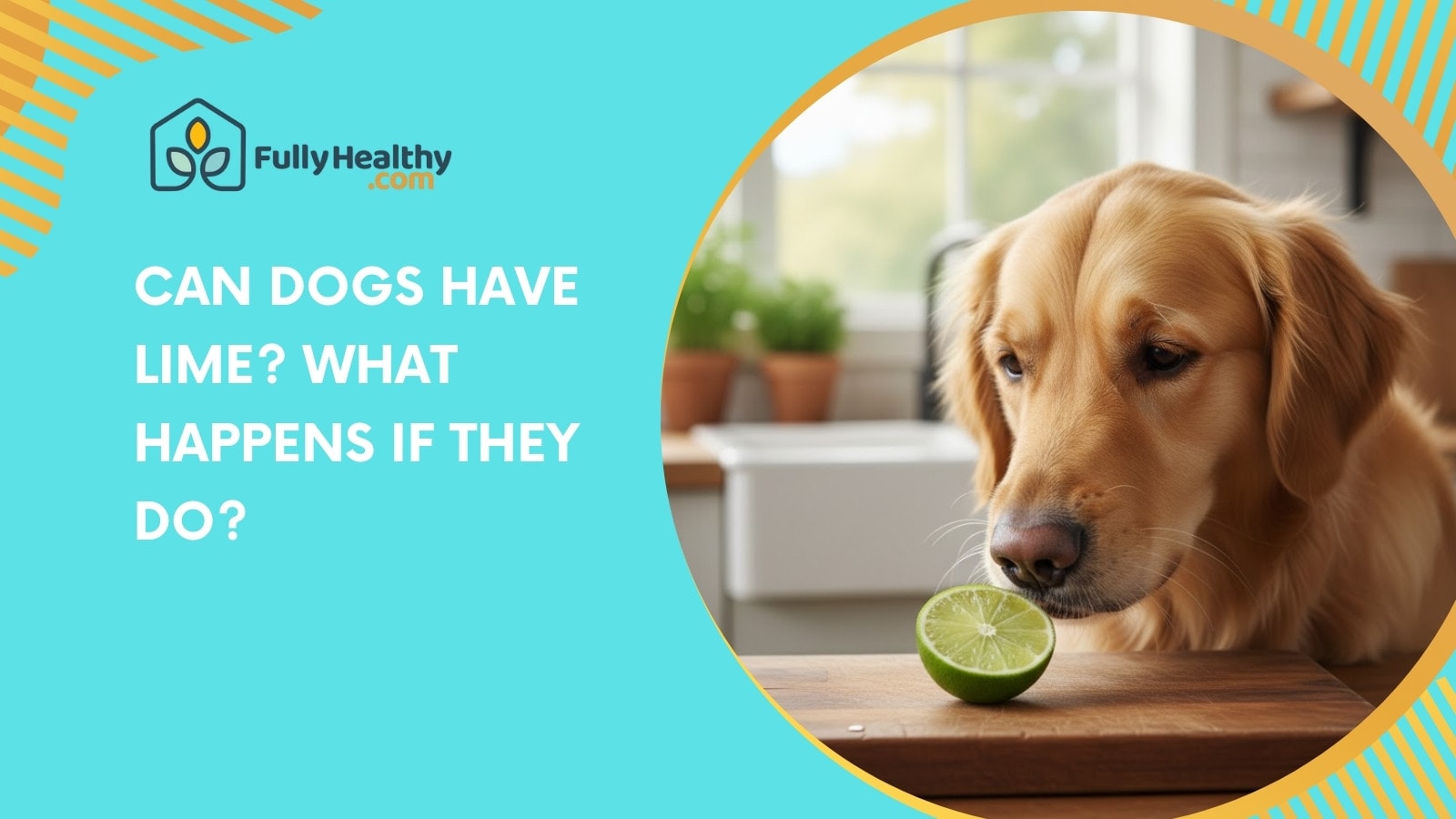 Can Dogs Have Lime? What Happens If They Do?