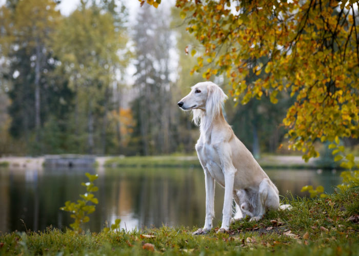 Saluki dog standing near lake