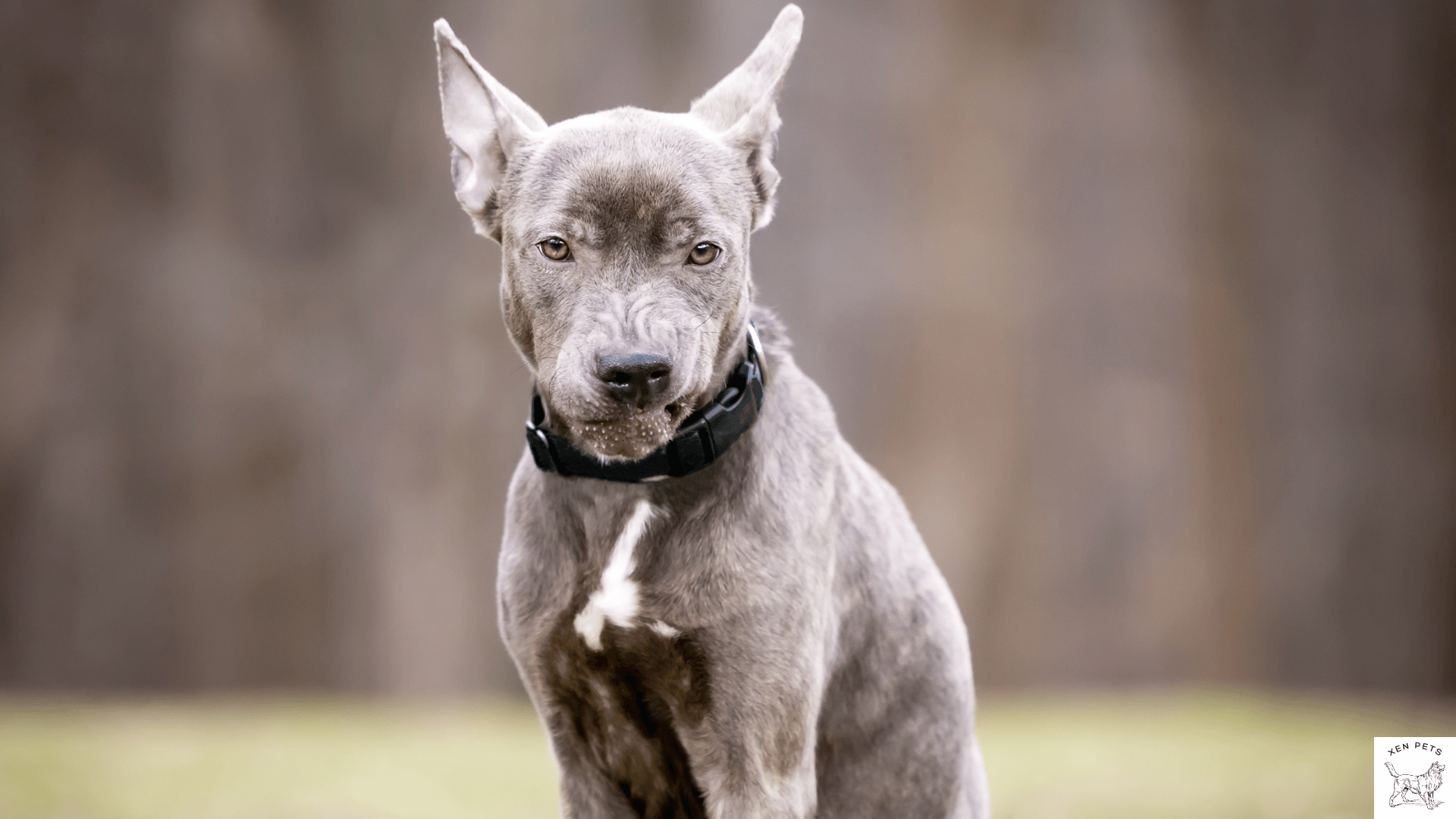 dog with their ears pinned back