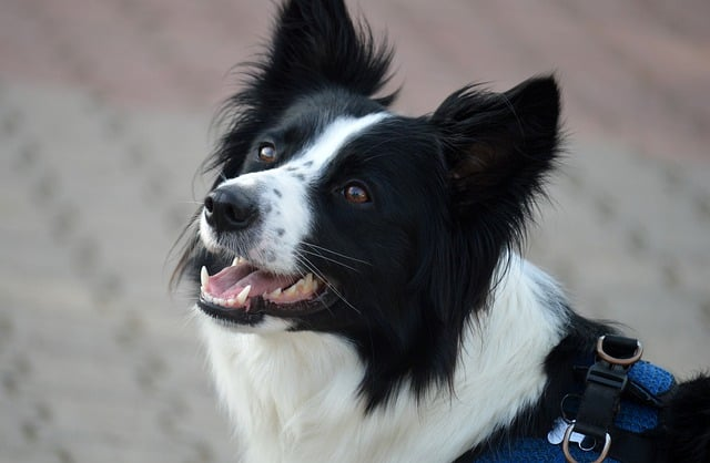 border collie, dog, domestic animal
