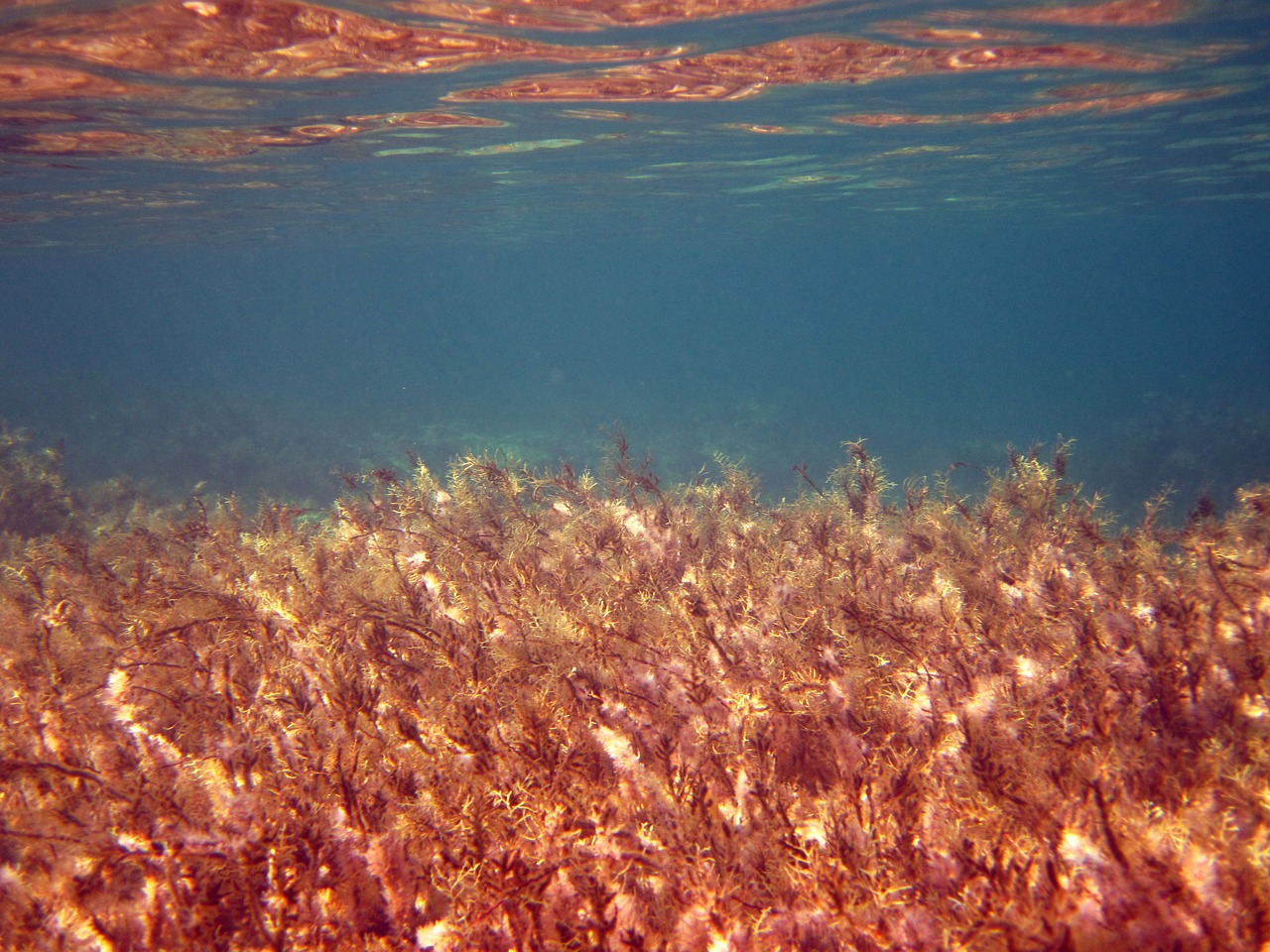 underwater weeds