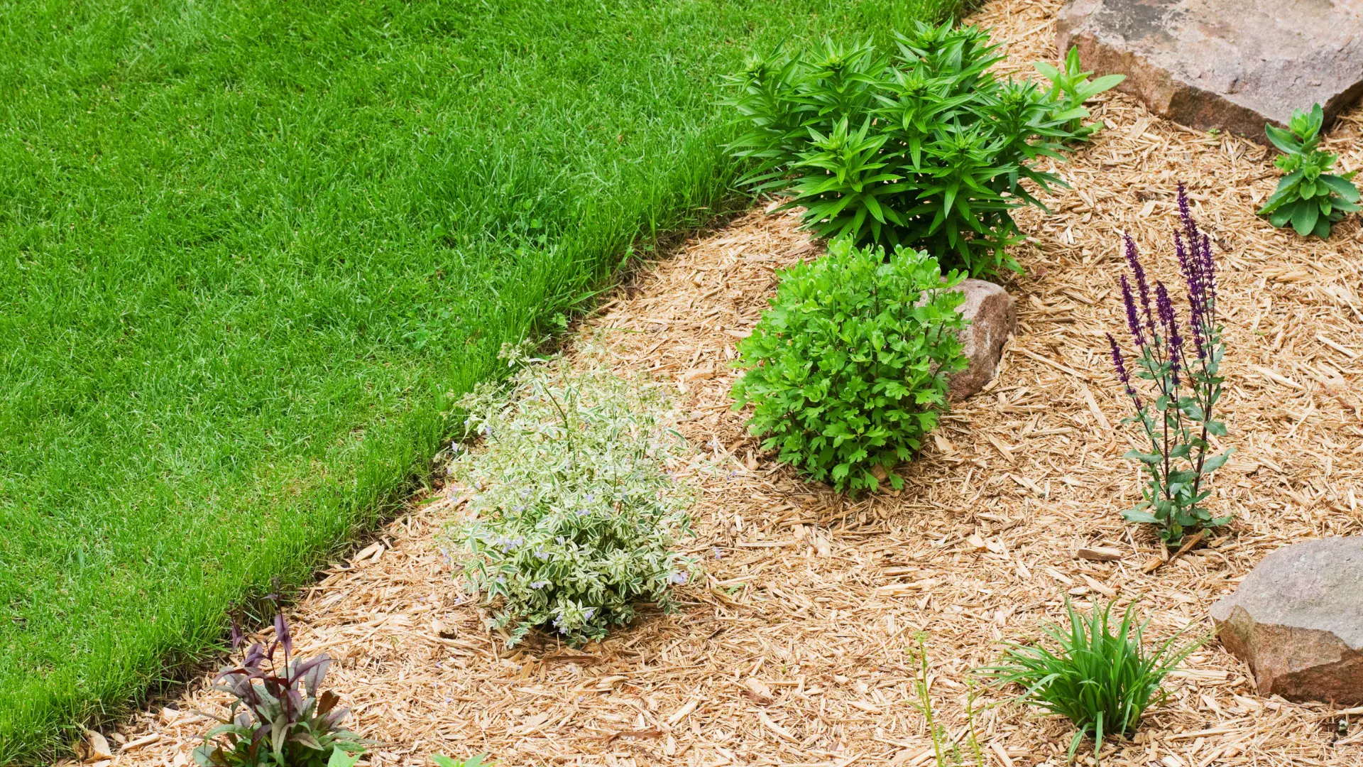 Wood chips in a garden.