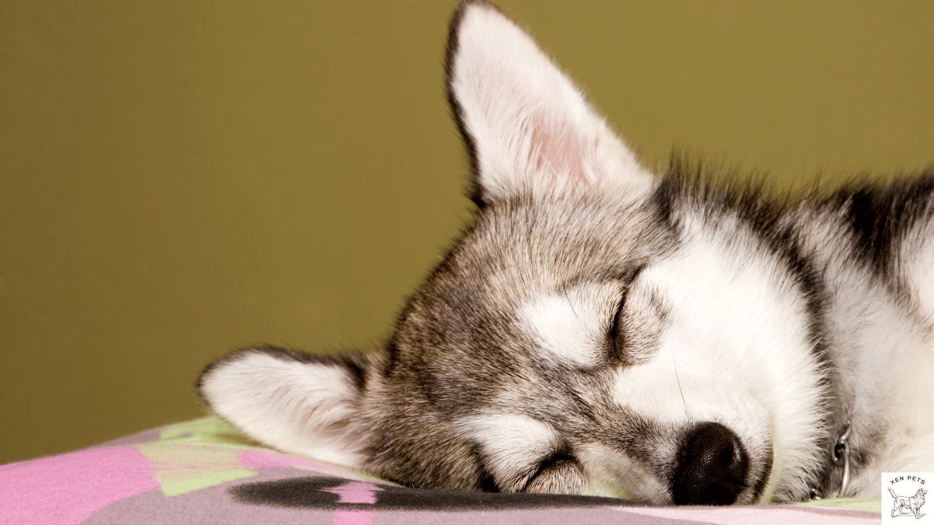 Benadryl can make your dog drowsy