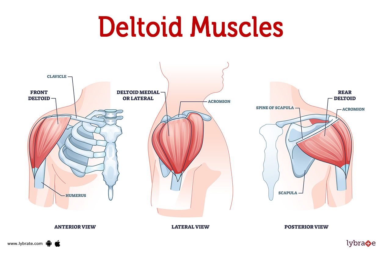Deltoid muscle anatomy