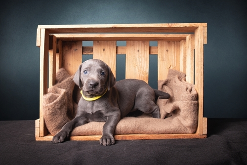 A Weimaraner Puppy laying in a crate