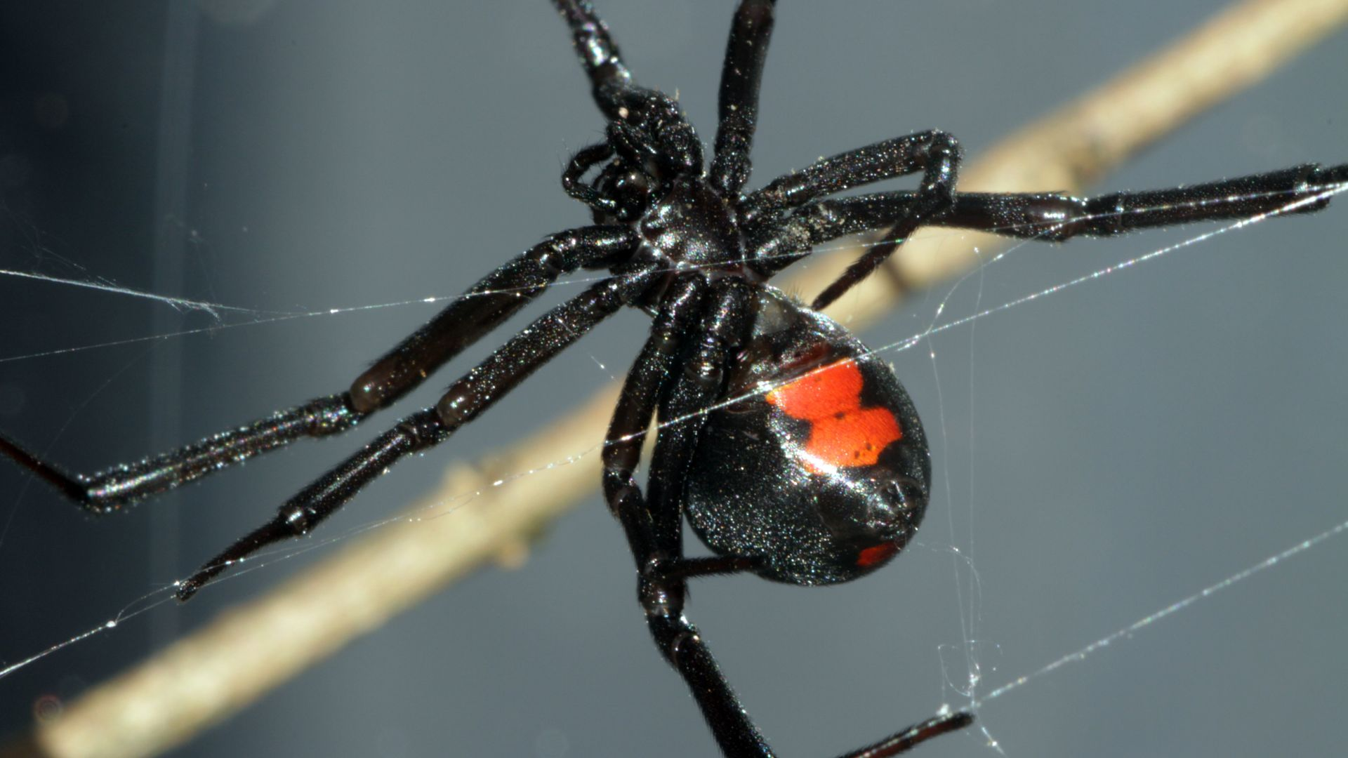 An up-close image of a Black Widow spider.