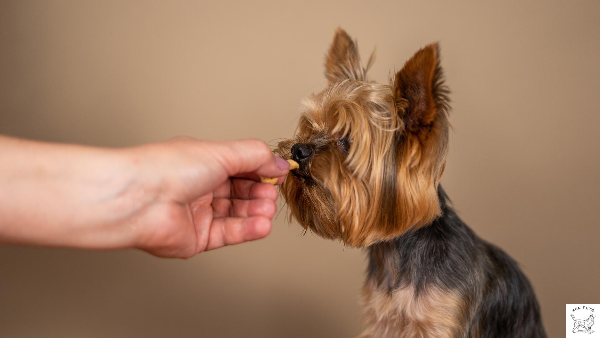Yorkshire Terrier supplementing with vitamin E