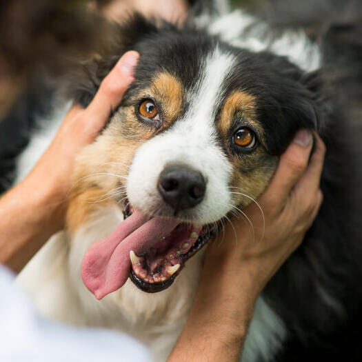 shepherd, dog