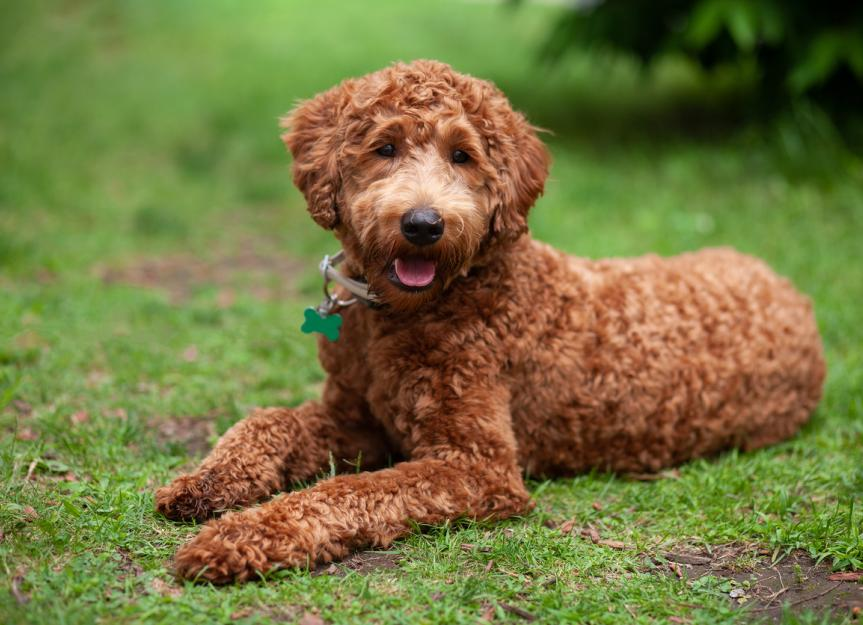 Labradoodle, Labrador