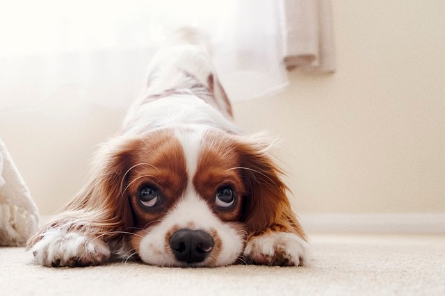 cavalier king charles spaniel, puppy, dog