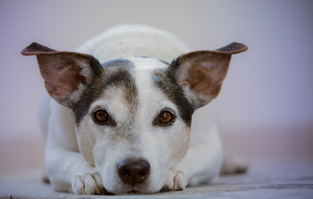 Bbq sauce outlet bad for dogs