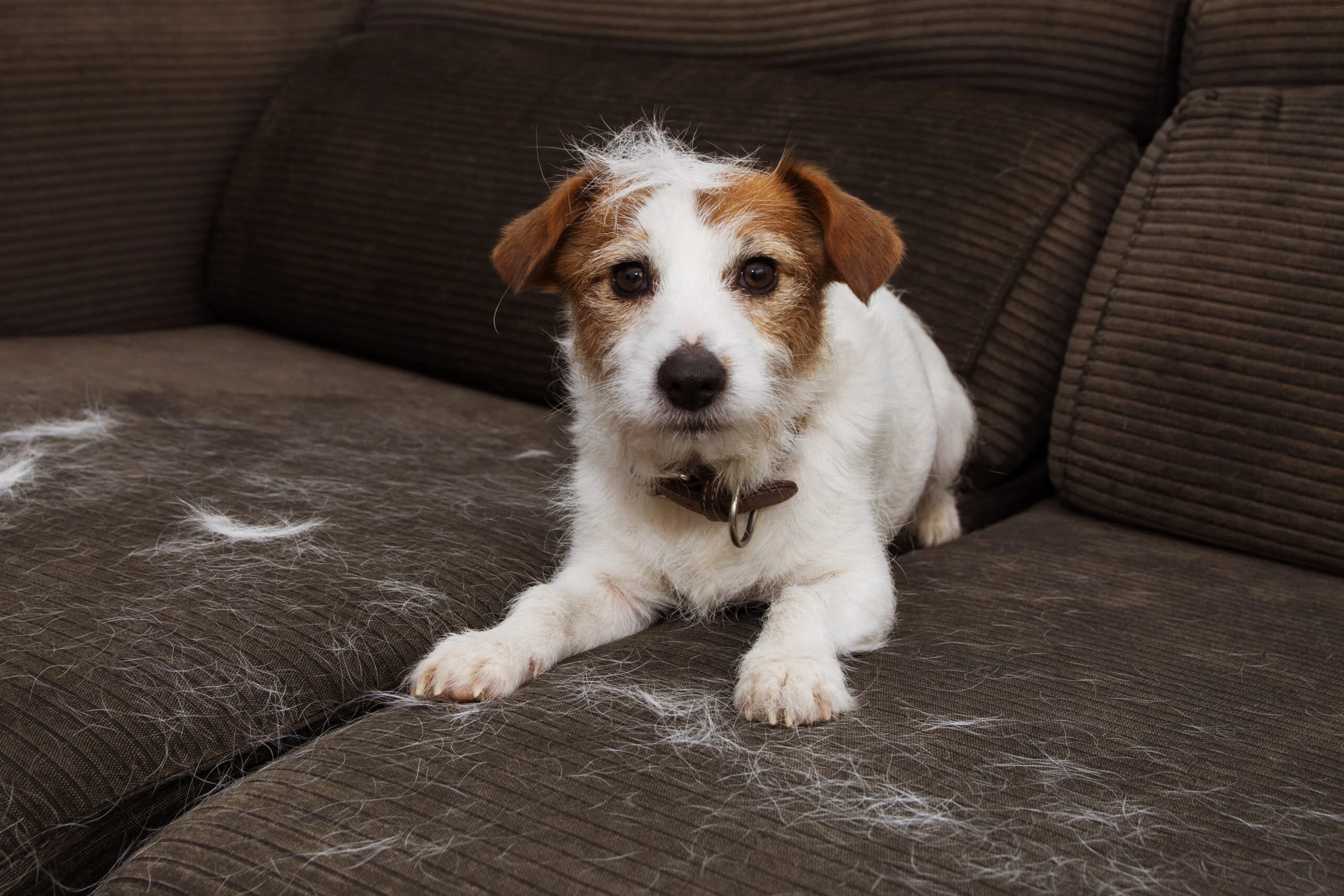 Understanding Dog Shedding