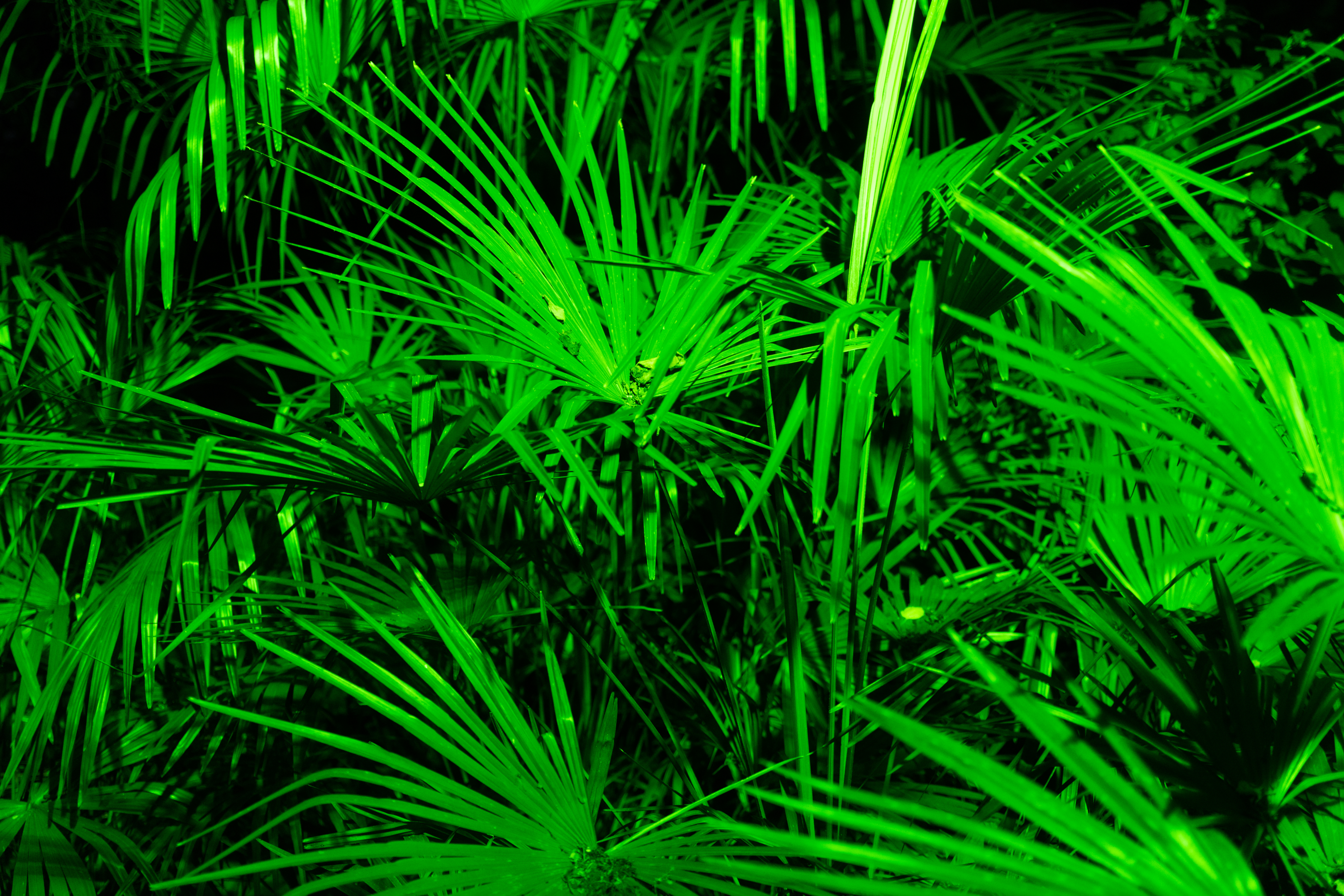 The <em>Serenoa repens</em> plant, the source of saw palmetto.