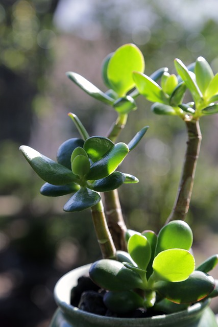 jade plant, succulent, green leaf