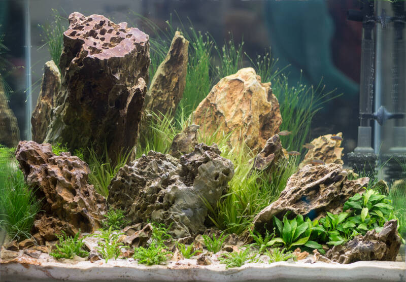 Aquarium decorations overview 