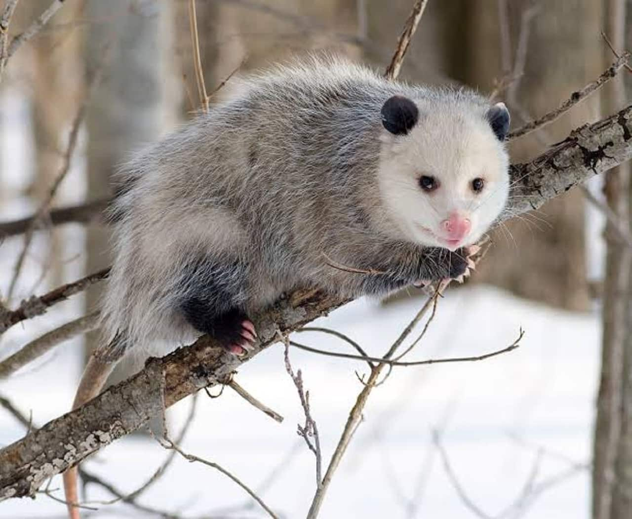 Virginia Opossum