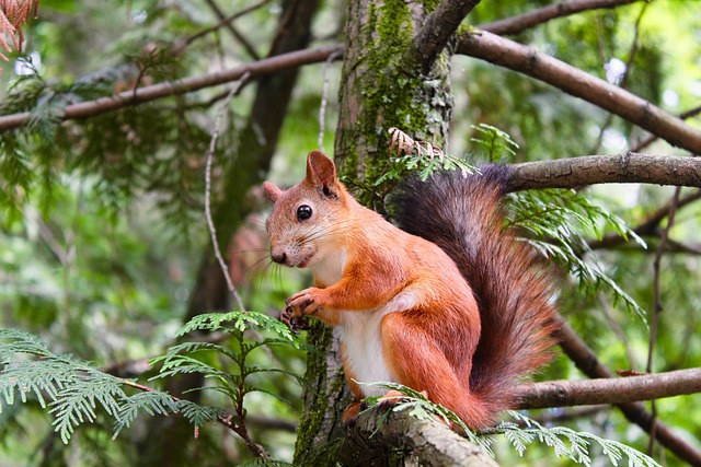 squirrel, rodent, foraging