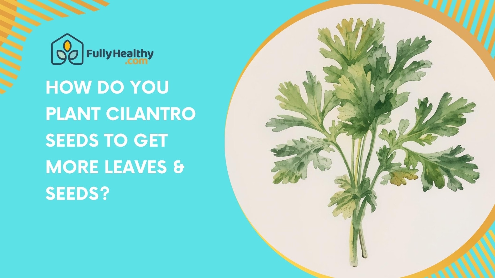How Do You Plant Cilantro Seeds to Get More Leaves & Seeds?