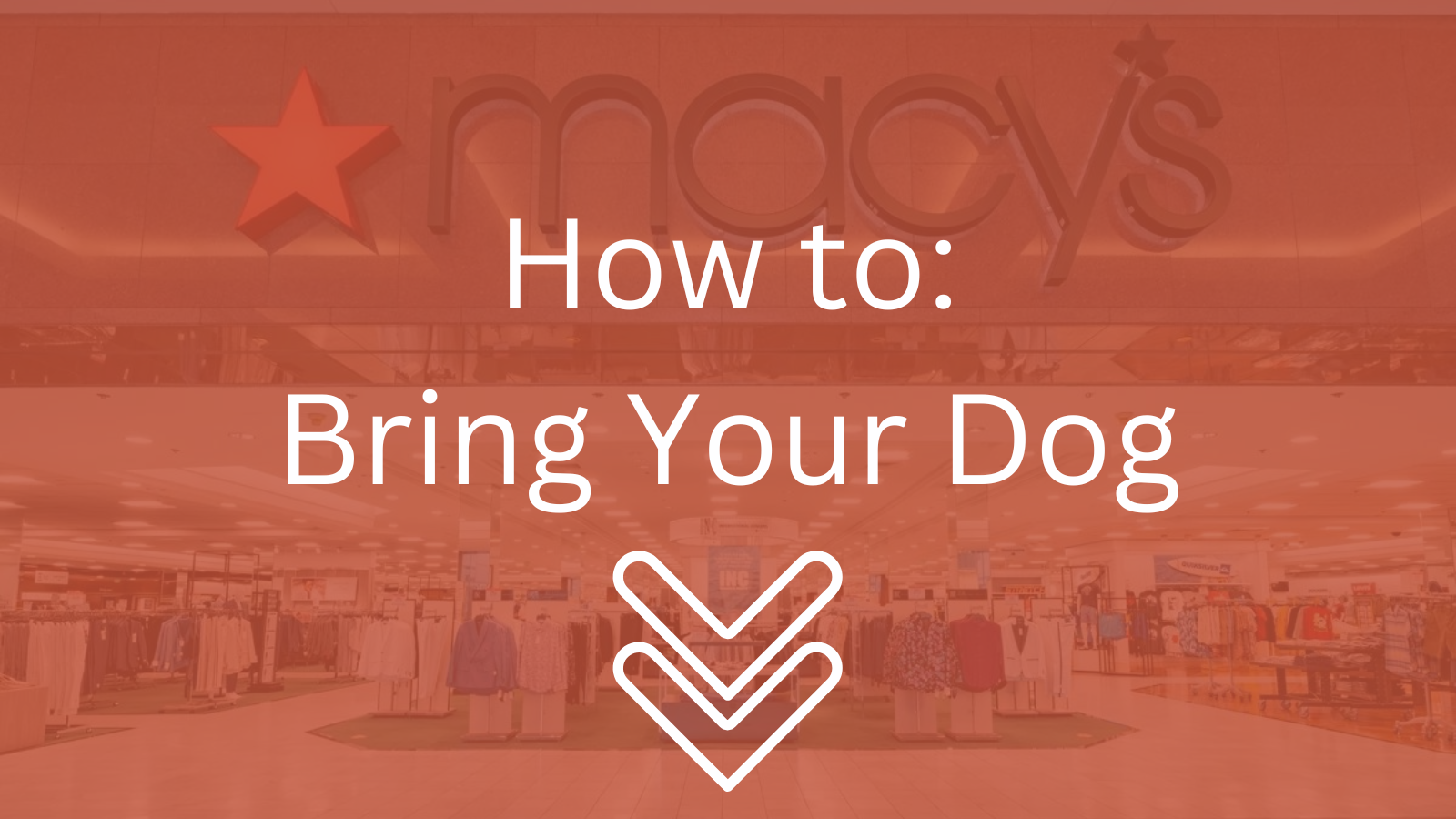 Image Text: "How to: Bring Your Dog"
