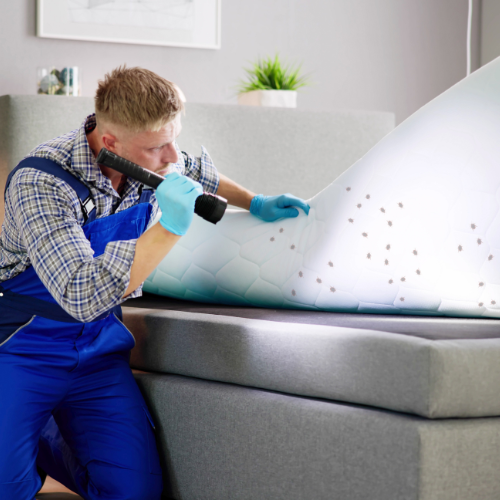  schädlingsbekämpfung in Ihrem Hause keine Verstecke für Wanzen