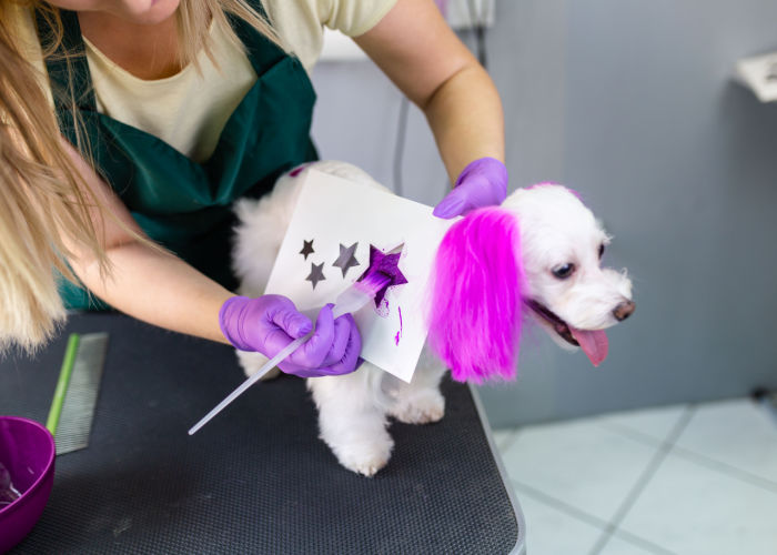 Dog hair dye process might stress a dog out