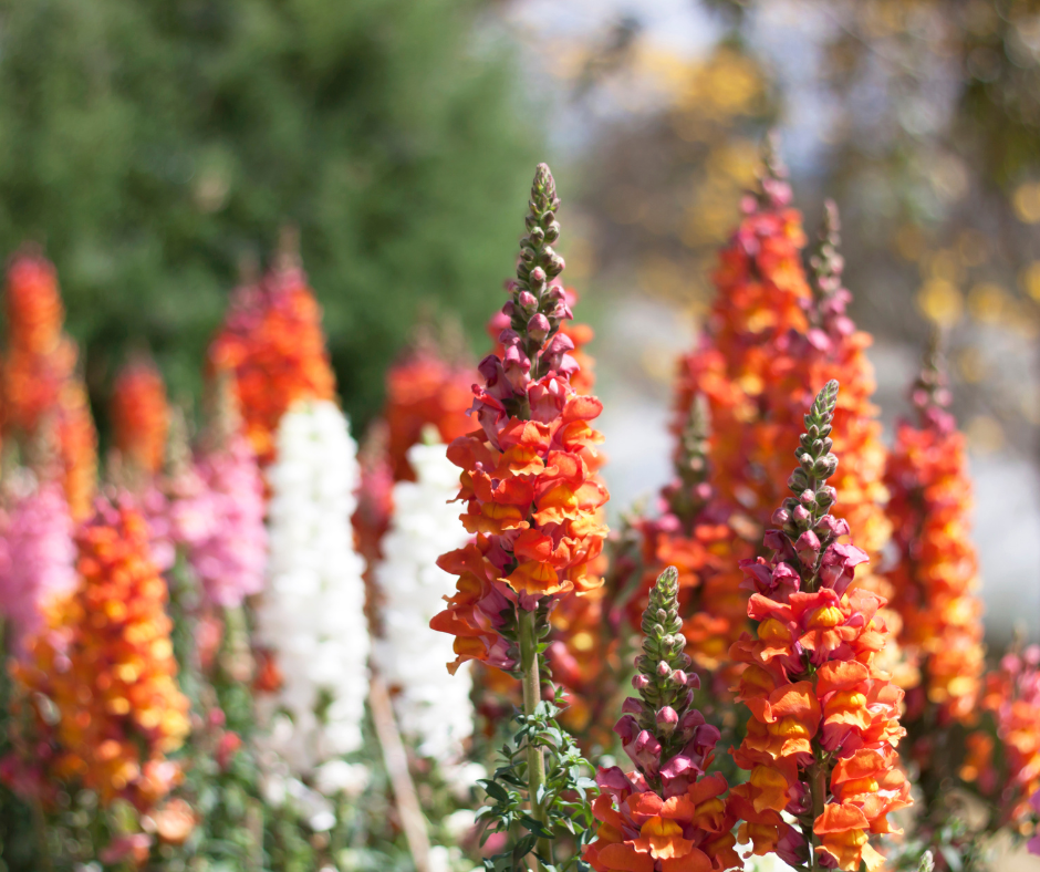 perennial flower with vertical cone-shaped blooms