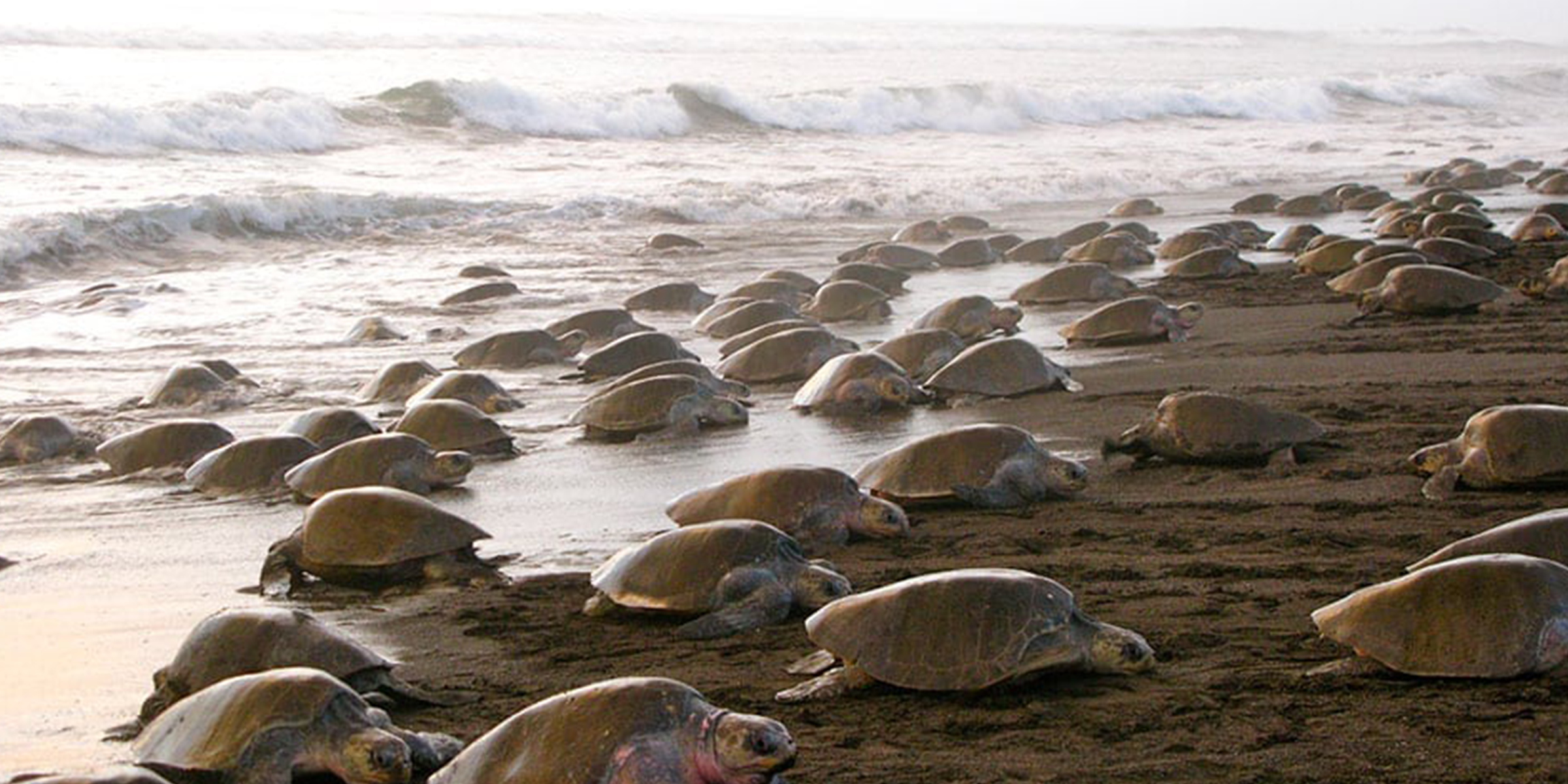 Baby sea Turtles hatching  beaches in Costa Rica
