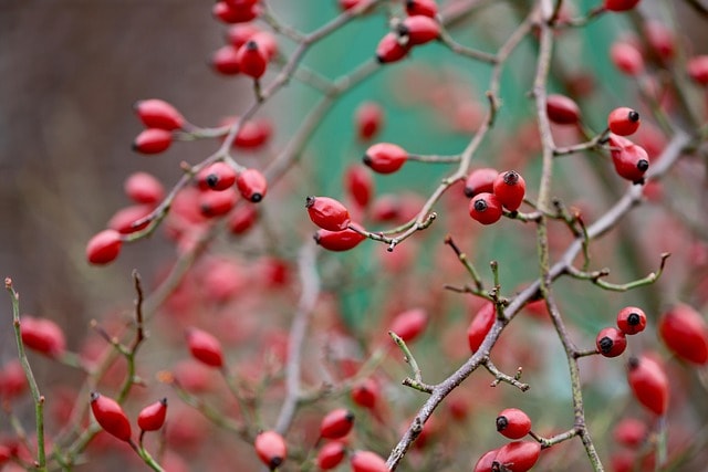 rosehips, dog rose, aggregate fruits, rosa canina, shrub, dog roses, organic, fruit, growth, botany, rosehips, rosehips, rosa canina, rosa canina, rosa canina, rosa canina, rosa canina
