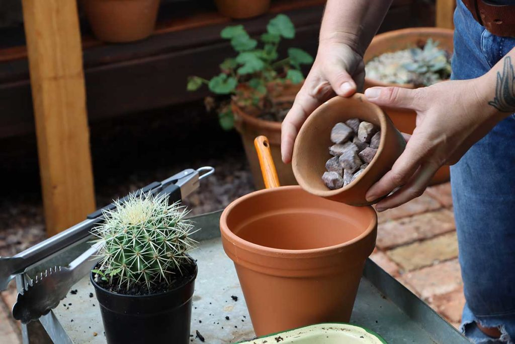 repot a cactus, tools, cacti