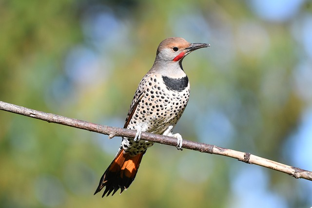 flicker, bird, animal