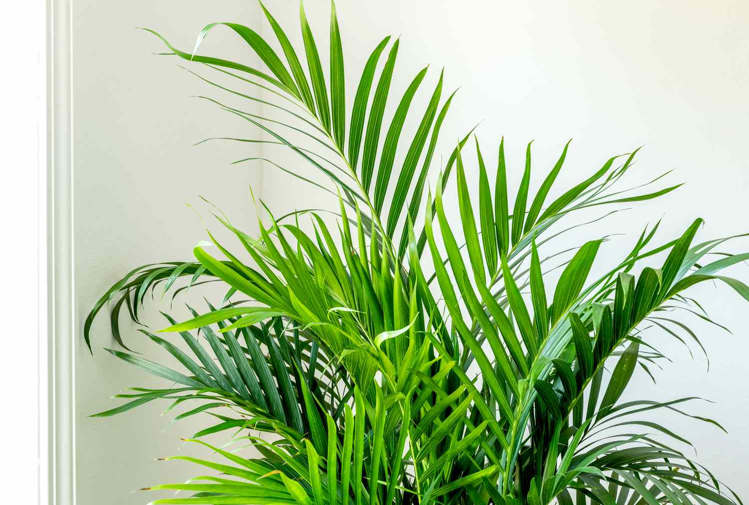 The Enchanting Cat Palm (Chamaedorea Cataractarum) - HouseplantJoy.com