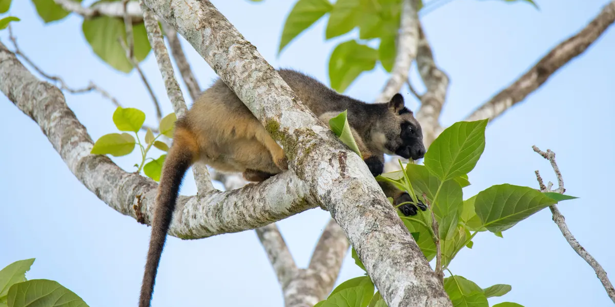  interesting animals in the daintree rainforest