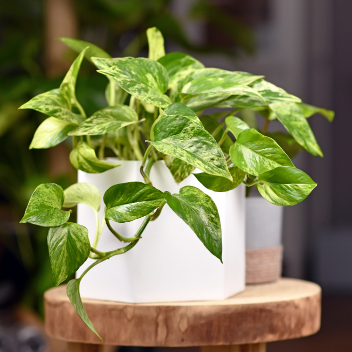 Pothos vine with heart-shaped leaves